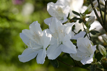  azalea white flower