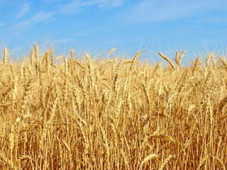 Ripe wheat ears on a field.