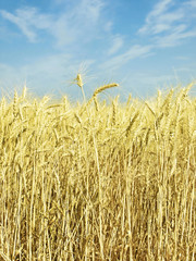 Yellow wheat ears on field.