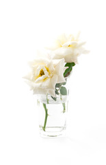 white rose isolate on background