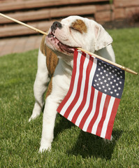 English Bulldog Waving American Flag