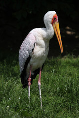 Yellow-billed stork (Mycteria ibis)