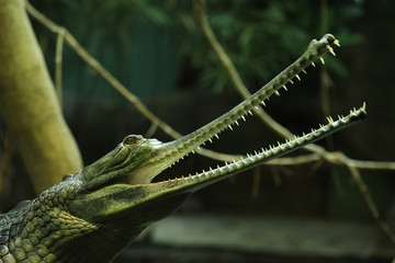 Obraz premium Gharial (Gavialis gangeticus)