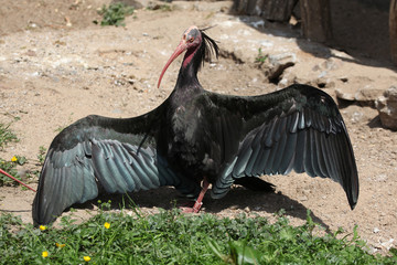 Obraz premium Northern bald ibis (Geronticus eremita)
