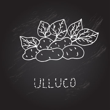 hand drawn ulluco