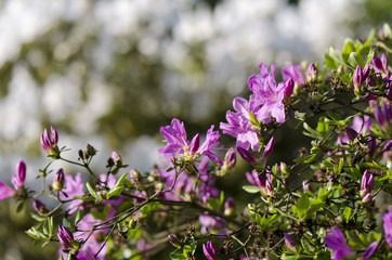 azalea purple flower
