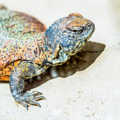 Lizard or lacertian reptile