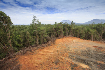 Deforestation environmental destruction logging of rainforest in Borneo Malaysia