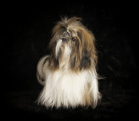 Shih-Tzu en studio