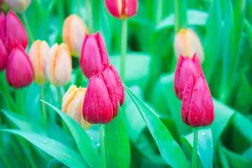 Beautiful colorful Tulip flower