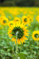 Sunflowers Field