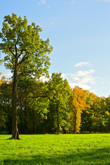 Fototapeta premium Early Autumn