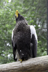 Eagle looks in the sky