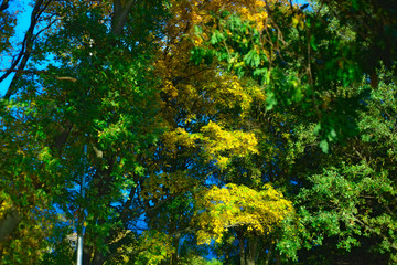 Green and Yellow Leaves