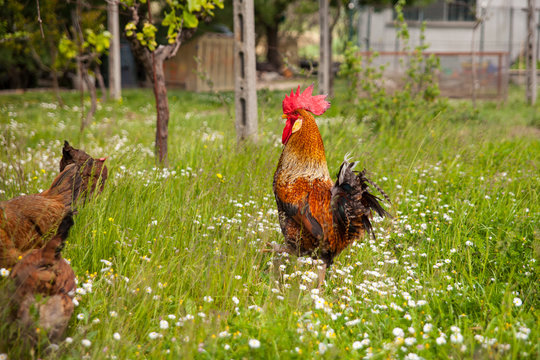 gallo in piedi in mezzo ad un prato con erba
