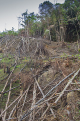 Deforestation logging of rainforest in Malaysia