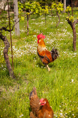 gallo in piedi in mezzo ad un prato con erba