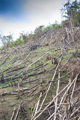 Deforestation logging of rainforest in Malaysia