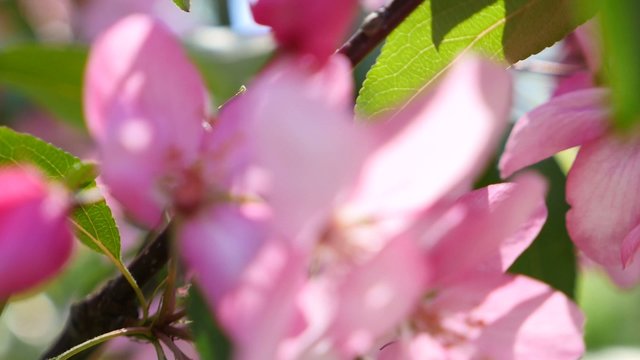 Pink peach blossom closeup
