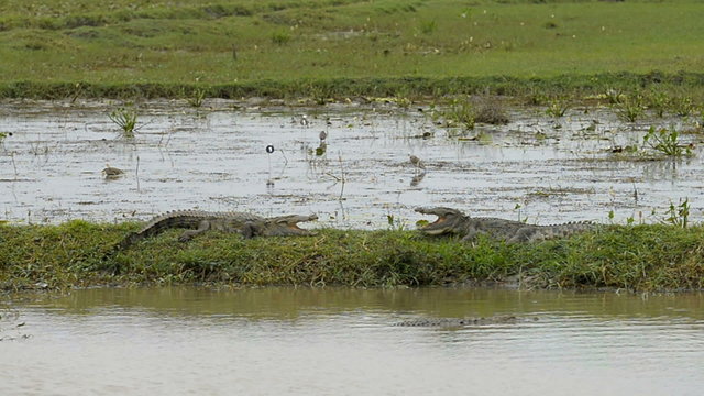 Large Mugger Crocodile (Crocodylus palustris), Kumana National Park