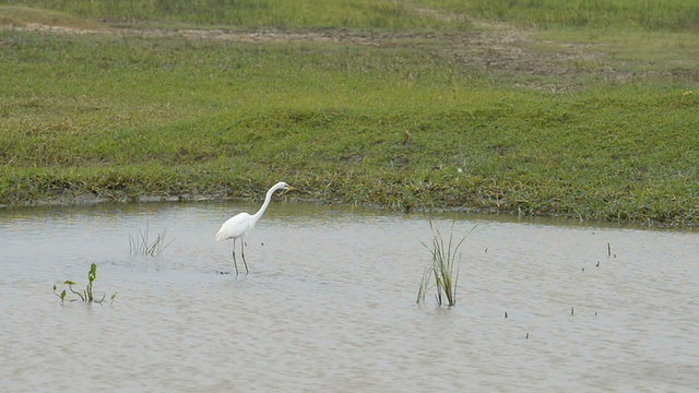 Kumana National Park, Sri Lanka, Asia