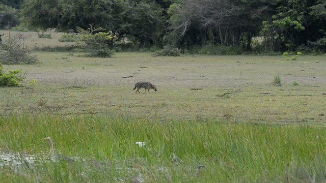Fox, Kumana National Park, Sri Lanka, Asia