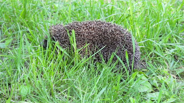 hedgehog on the grass