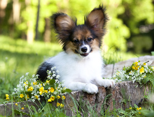 papillon puppy