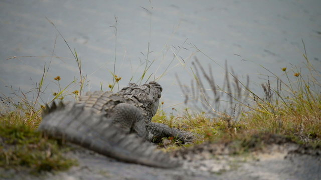 Large Mugger Crocodile (Crocodylus palustris), Kumana National Park
