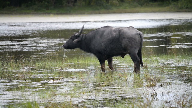 Domestic Asian water buffalo (bubalus bubalis), Sri Lanka, Asia