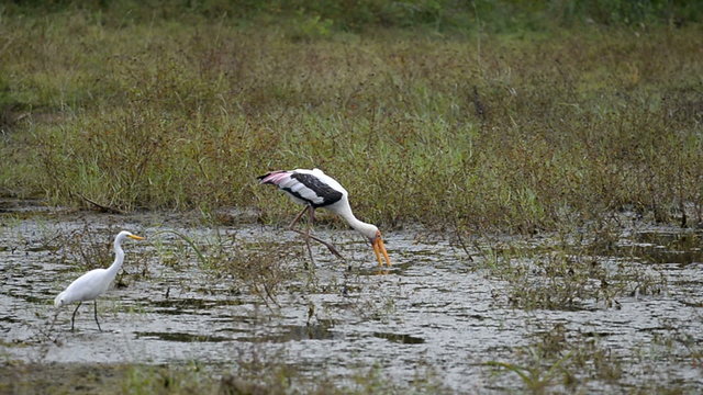 Painted stork, Kumana National Park, Sri Lanka, Asia