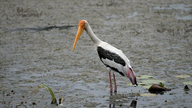 Painted stork, Kumana National Park, Sri Lanka, Asia
