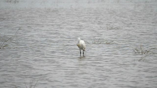 Eurasian Spoonbill, Platalea Leucorodia, Kumana National Park, Sri Lanka