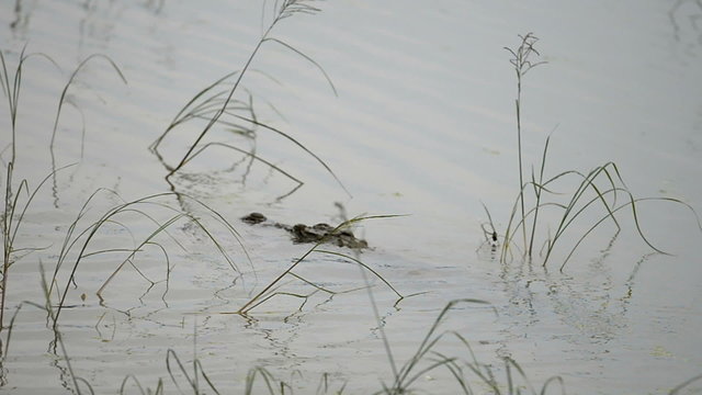 Large Mugger Crocodile (Crocodylus palustris), Kumana National Park