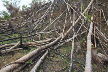 Deforestation logging of rainforest in Malaysia