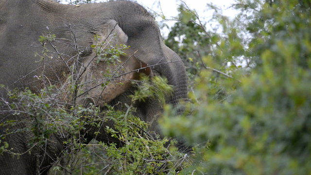 Asian or Asiatic Elephant (Elephas maximus), Kumana National Park