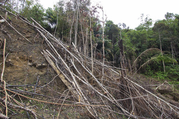 Fototapeta na wymiar Deforestation logging of rainforest in Malaysia