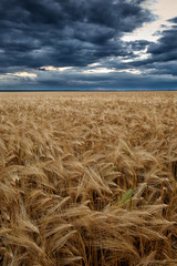 Plakat wheat field at sunset