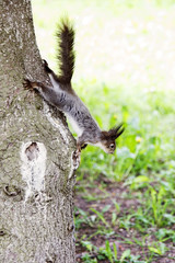 Grey squirrel in forest