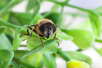 Bumble bee 