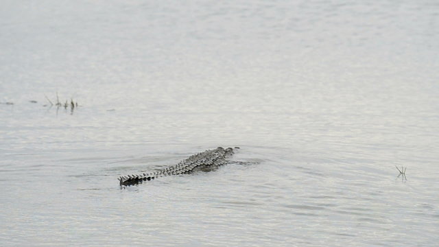 Large Mugger Crocodile (Crocodylus palustris), Kumana National Park