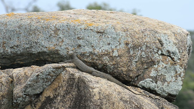 Varanus salvator, Kumana National Park, Sri Lanka, Asia