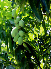 Green Mango On Thee Of Thailand