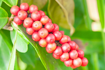 Sweet and sour fruit call 