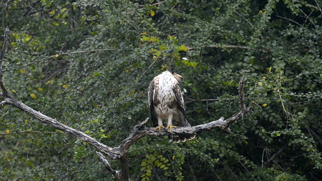 Crested hawk eagle, Kumana National Park, Sri Lanka, Asia