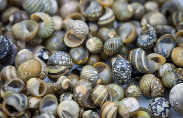 Sea shells collected on the coast of Thailand