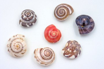Sea shells collected on the coast of Thailand
