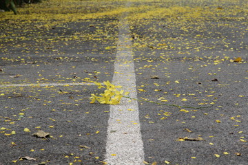 Yellow petals on the road.