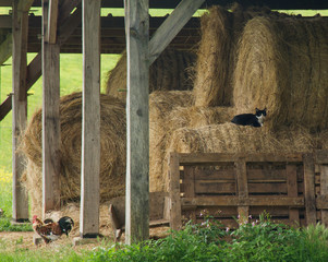 Rustic hay barn