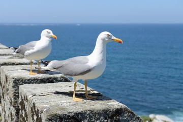 seagulls